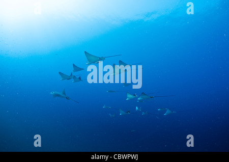 La scolarizzazione Spotted Raggi eagle, Aetobatus narinari, Seicelle Foto Stock