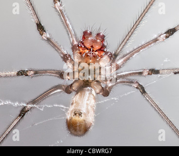 La parte inferiore della lunga corposo cantina spider Pholcus phalangioides close-up Foto Stock