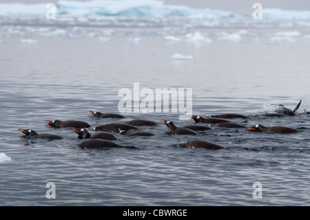 I pinguini di Gentoo, Neko Harbour, Antartide Foto Stock