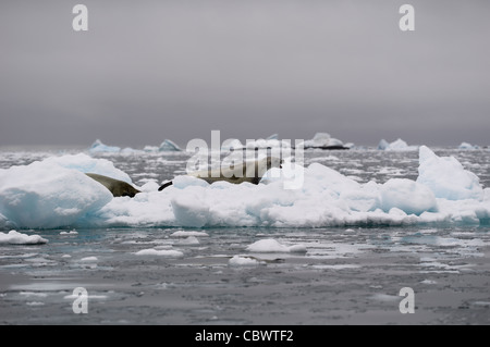 Le guarnizioni di tenuta di WEDDELL, WILHELMINA BAY, Antartide Foto Stock