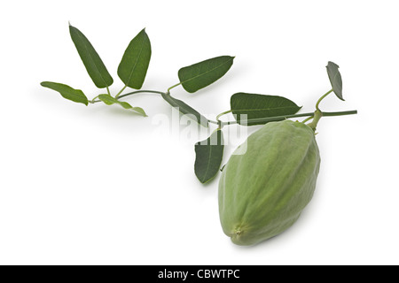 Il frutto di un bianco Bladderflower (Araujia sericifera) fotografato su uno sfondo bianco in studio. Foto Stock