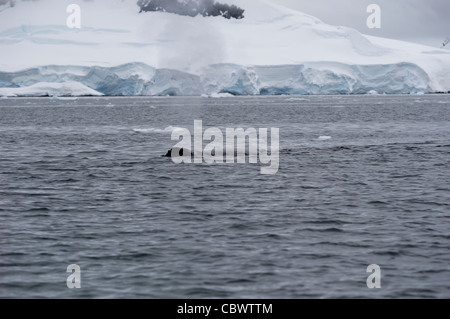 HUMPBACK WHALE SNOUT & BLOW, WILHELMINA BAY, Antartide Foto Stock