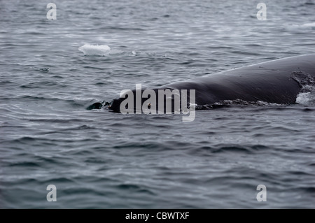 HUMPBACK WHALE MUSO WILHELMINA BAY ANTARTIDE Foto Stock