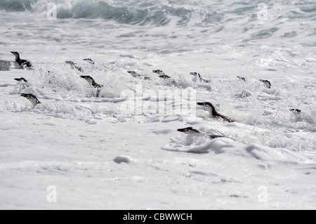 Testa BAILY, isola Deception, a sud LE ISOLE SHETLAND Foto Stock