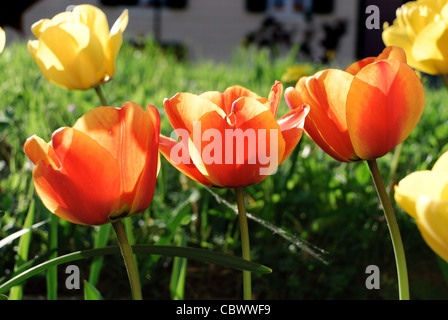 Tre tulipani arancione in una riga Foto Stock
