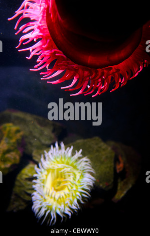 Colorate anemoni di mare in una mostra a Washington DC il National Aquarium. Il National Aquarium si trova nel seminterrato del Dipartimento del commercio edificio, dove è stato ospitato dal 1932. Molto più piccolo e meno noto di sua affiliata facility Baltimora Washington's acquario nazionale è costituito da una serie di serbatoi illustrati vari tipi di ambienti marini, con speciale enfasi sui molti santuari marini in US marine territorio. NB: l'acquario chiuso nel 2013. Foto Stock