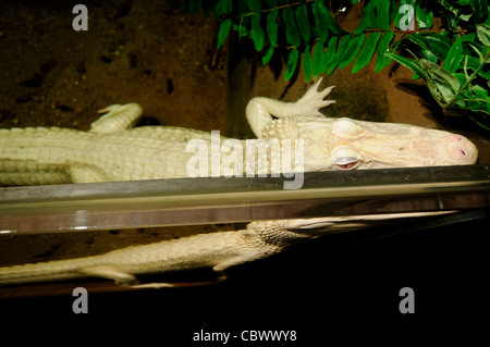 Albino Alligator Oleander National Aquarium Washington DC // WASHINGTON DC — Oleander, un raro alligatore albino, è stato esposto al National Aquarium nell'edificio del Dipartimento del commercio come parte della mostra Secrets of the Swamp del 2011. La struttura, operativa dal 1932 al 2013, ha ospitato mostre che evidenziano vari ambienti marini e acquatici. Gli alligatori albini sono estremamente rari in natura, con solo poche dozzine di esemplari noti. Foto Stock