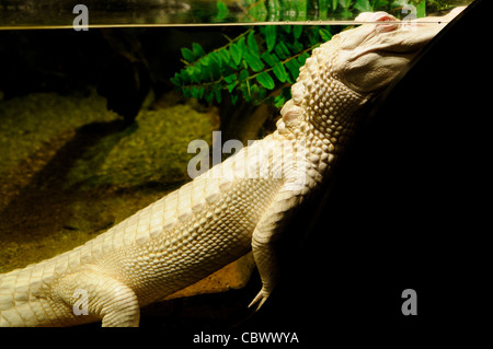 Albino Alligator National Aquarium Washington DC // WASHINGTON DC - Oleander, un raro alligatore albino, è stato esposto al National Aquarium nell'edificio del Dipartimento del commercio come parte della mostra Secrets of the Swamp del 2011. La struttura, operativa dal 1932 al 2013, ha ospitato mostre che evidenziano vari ambienti marini e acquatici. Gli alligatori albini sono estremamente rari in natura, con solo poche dozzine di esemplari noti. Foto Stock