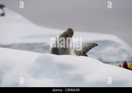 Guarnizione CRABEATER, WILHELMINA BAY, Antartide Foto Stock