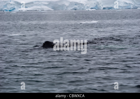 HUMPBACK WHALE SNOUT & BLOW, WILHELMINA BAY, Antartide Foto Stock