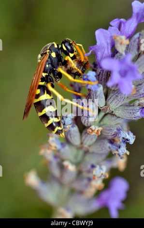 Macro di vespa visto di profilo di mangiare un insetto sul fiore lavanda Foto Stock