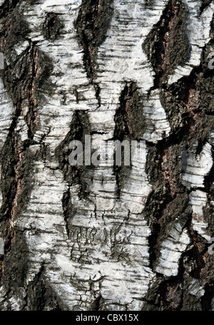 La texture della corteccia di betulla, sfondo Foto Stock