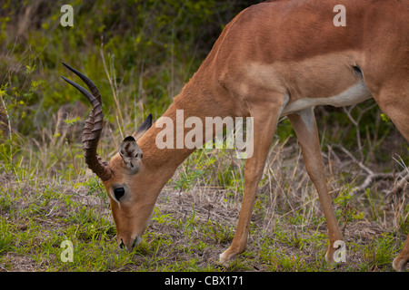 Bull impala nel Parco Nazionale di Kruger, Sud Africa Foto Stock