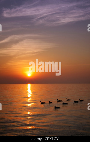 Anatre nuotare in un lago di sunrise. Foto Stock