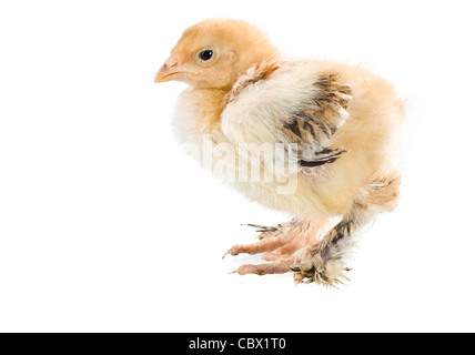 Neonato chicken isolato su sfondo bianco Foto Stock