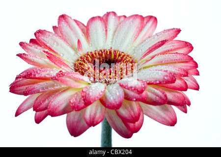 Bellissimo fiore di gerbera isolati su sfondo bianco Foto Stock