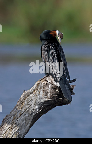 Un africano Darter preening stesso Foto Stock