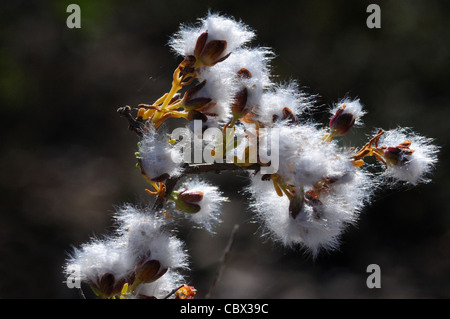 Cape snow bush, Eriocephalus africanus a secco con lo scoppio dei frutti che sono il vento disperse nel karoo semi-deserto Foto Stock