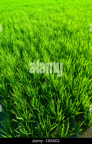 Campo di riso nella fase precoce di Bali, Indonesia. Foto Stock