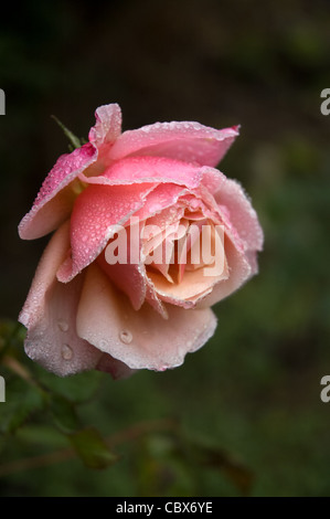 Gocce di pioggia sulla Rose Foto Stock