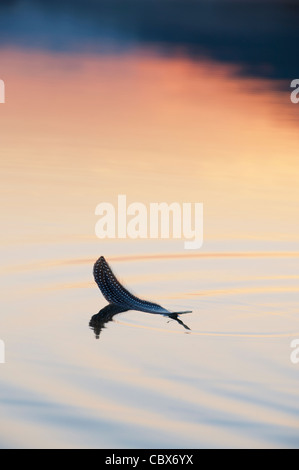 Gli uccelli di piume su flottante ancora acqua a sunrise. India Foto Stock