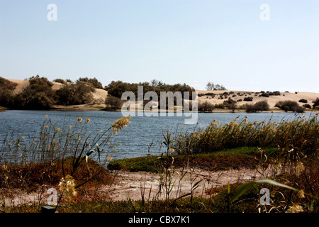 Maspalomas Riserva Naturale Foto Stock