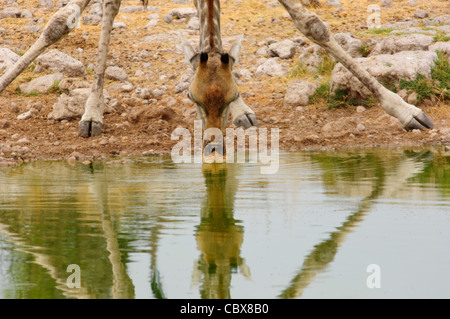 Close up di bere la giraffa in corrispondenza di un foro per l'acqua. Il Parco Nazionale di Etosha, Namibia. Foto Stock