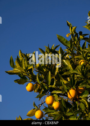 Arance mature in arancione ramo di albero contro un cielo blu Foto Stock