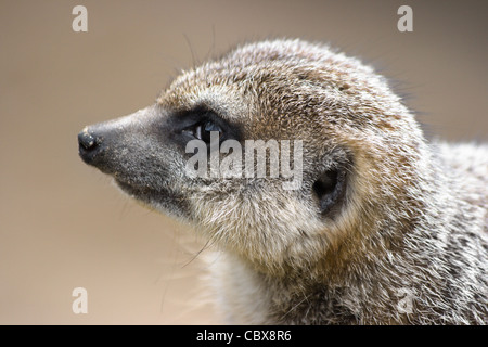 Ritratto di meerkat nel lato angolo di visione Foto Stock