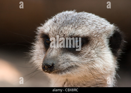 Ritratto di meerkat con sabbia sporca naso Foto Stock