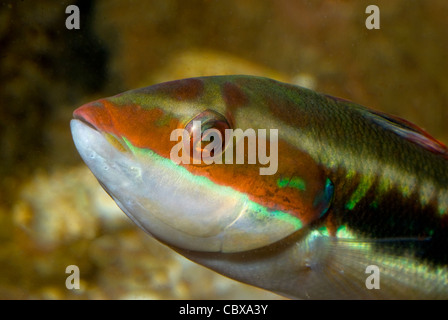 Mediterraneo donzella Coris julis, labridi, Mare Mediterraneo Foto Stock