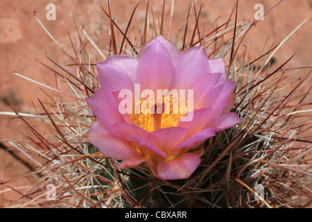 Camera Rosa fiore di cactus con il polline giallo Foto Stock