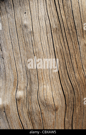 Incrinatura del registro di pino legno texture di sfondo Foto Stock