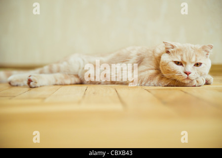 Scottish Fold Gatto sdraiato sul pavimento in parquet Foto Stock
