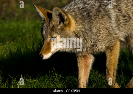 Coyote cercando preda Foto Stock