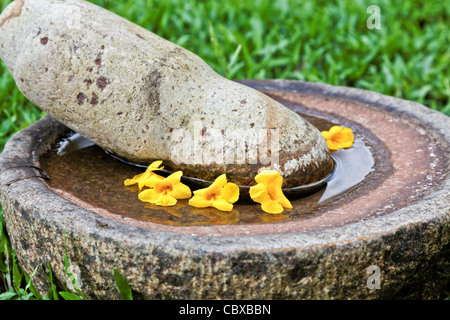 Grande petalo e malta contenente con galleggiante Callibrochia giallo Kerala bird bagno vicino il raccolto Foto Stock