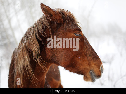 Ritratto cavallo nella foresta di inverno Foto Stock