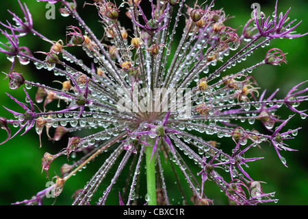 Le goccioline di acqua su un alium seme head UK Foto Stock