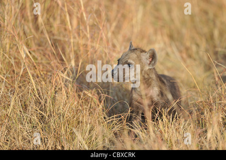 Spotted hyena - Spotted hyena - Ridere iena (Crocuta crocuta) pup in piedi le alte erbe Foto Stock