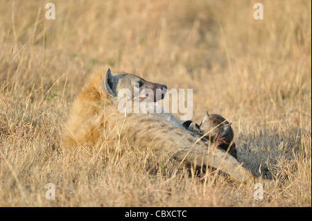 Spotted hyena - Spotted hyena - Ridere iena (Crocuta crocuta) madre allattamento uno dei suoi cuccioli Foto Stock