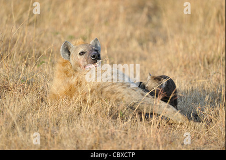 Spotted hyena - Spotted hyena - Ridere iena (Crocuta crocuta) madre allattamento uno dei suoi cuccioli Foto Stock