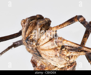 Close-up della casa gigante ragno, Eratigena atrica, precedentemente Tegenaria atrica o Tegenaria gigantean, prese nel Surrey, sud-est dell'Inghilterra, Regno Unito Foto Stock