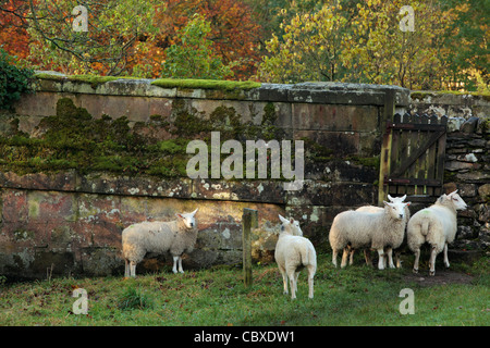 Pecore pascolano accanto a un popolare percorso a piedi accanto al fiume Skirfare in Arncliffe, Littondale, nello Yorkshire, Inghilterra Foto Stock