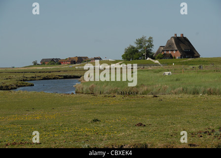 Sulla piccola isola di Hallig Hooge in Frisia settentrionale del mare di Wadden, tutte le case si appoggia su cumuli di terra per impedire la loro inondazioni Foto Stock