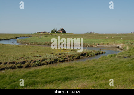 Sulla piccola isola di Hallig Hooge in Frisia settentrionale del mare di Wadden, tutte le case si appoggia su cumuli di terra per impedire la loro inondazioni Foto Stock