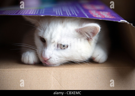 Gattino bianco in una scatola, cat, close-up, colore, carino, domestici, espressione, occhi, viso, feline, felis, femmina, divertente, pelliccia, Foto Stock