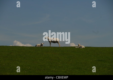 Pecore al pascolo sulle dighe di Nordstrand sono la quintessenza per la protezione delle coste del nord della Frisia le isole e la terraferma Foto Stock