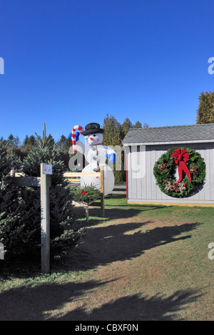 Shamrock Christmas Tree Farm Mattituck Long Island NY Foto Stock