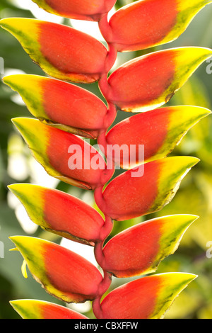 Heliconia rostrata, aragosta artiglio, falso-uccello del paradiso Foto Stock