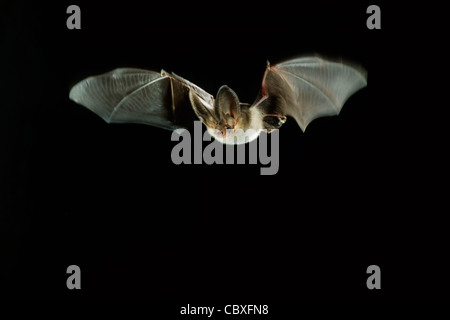 Brown long-eared bat / comune di lungo-eared bat (Plecotus auritus) in volo di notte Foto Stock